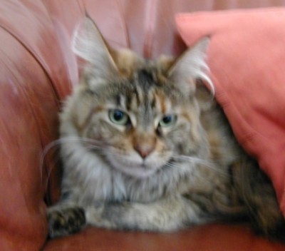 katze2.jpg