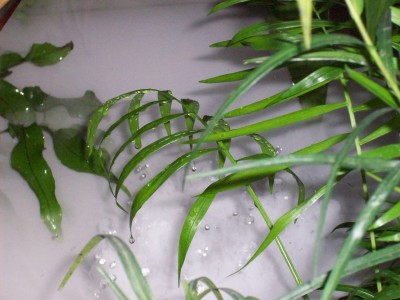 Wasser 1.jpg