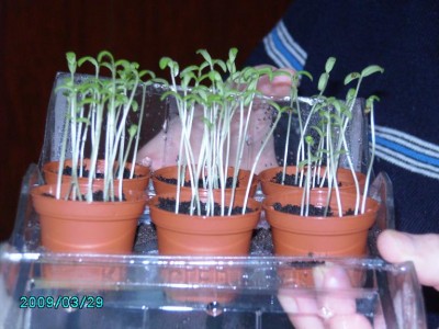 PICT0677.JPG