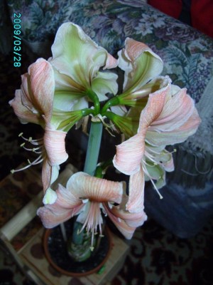 PICT0671.JPG