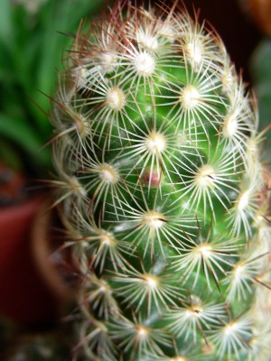 dscn9204_1.jpg