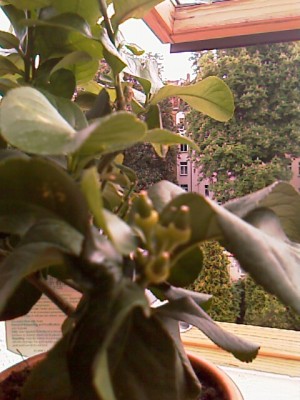 Zitrone_08-05-19 (1).jpg