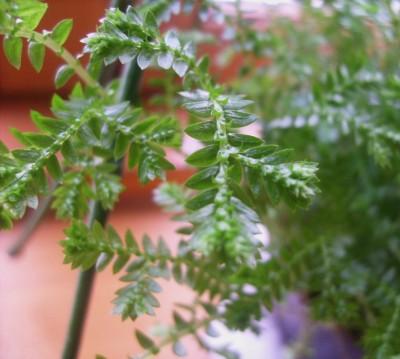 S7301371.JPG
