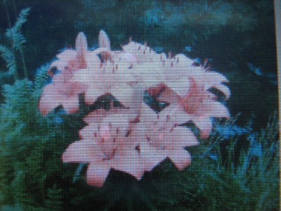 blume.JPG