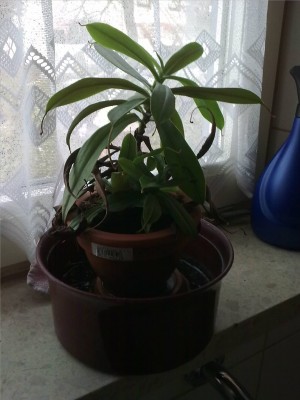 Nepenthes 00000.jpg