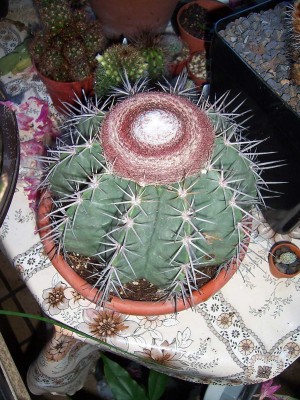 100_4464.JPG