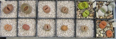 IMG_0378a Lithops.jpg