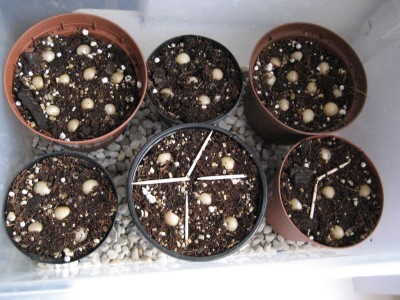 aussaat 29.03.2009.jpg