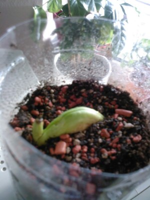 Foto0013A.jpg