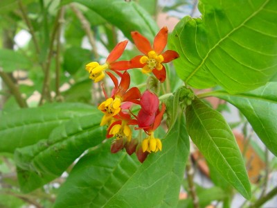 Seidenpflanze Blüte.jpg