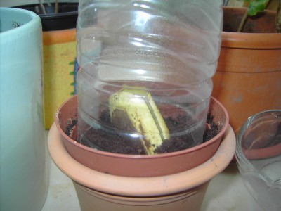 Mango_09-03-17.jpg