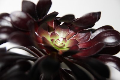 Aeonium arboreum atropurpureum - 30.03.2009 - 3.jpg