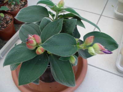 Tibouchina.jpg