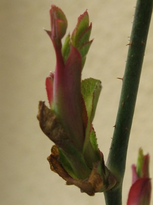 IMG_4470.JPG