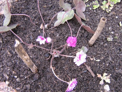 Leberblümchen.JPG