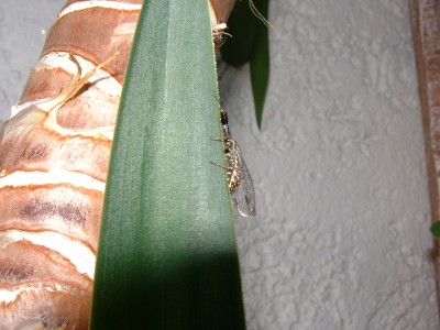 DSCF0018.JPG
