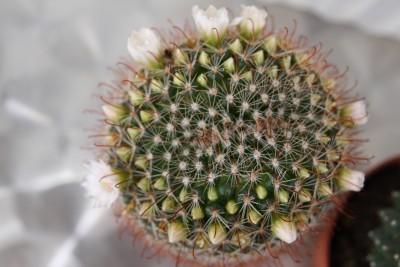 Unbekannte Mammillaria 2 - Scheitel.jpg