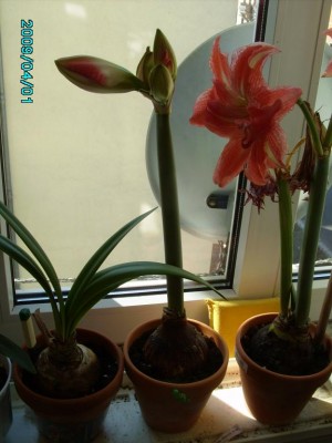 PICT0688.JPG