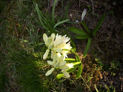 Frühling garten (39).JPG