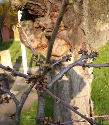 Frühling garten (1).JPG