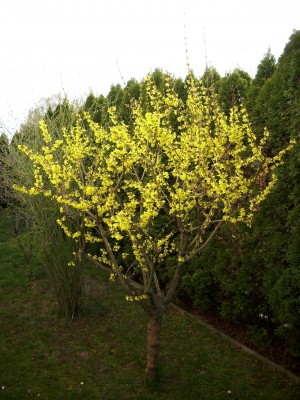 Frühling garten (13).JPG