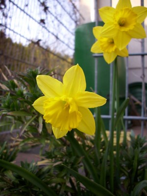 Frühling garten (3).JPG