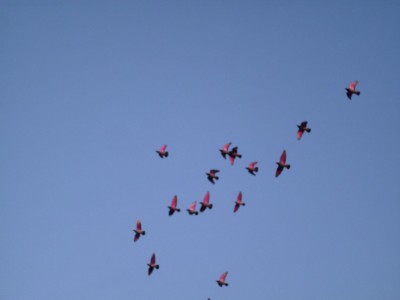 Frühling garten (71).JPG