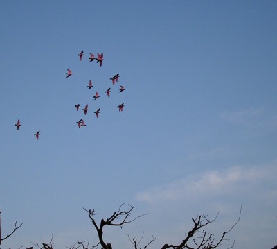 Frühling garten (69).JPG