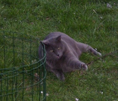 Frühling garten (73).JPG