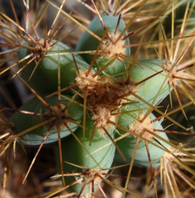 Makro Pilosocereus azureus - 01.04.2009.jpg