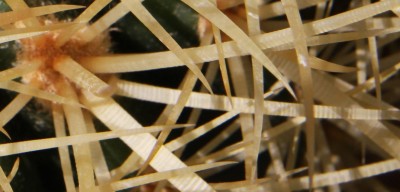 Makro Echinocactus grusonii - 2.jpg