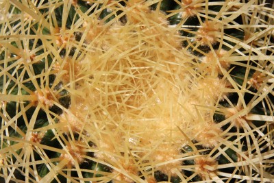Makro Echinocactus grusonii.jpg