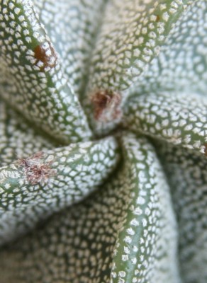 Makro Astrophytum myriostigma - 01.04.2009.jpg