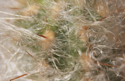 Makro Oreocereus trollii - 01.04.2009.jpg