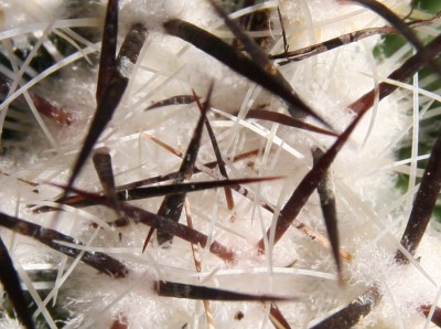 Makro Stenocactus multicostatus - 01.04.2009.jpg