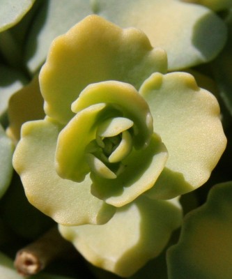 Makro Sedum sieboldii medio variegata - 01.04.2009.jpg