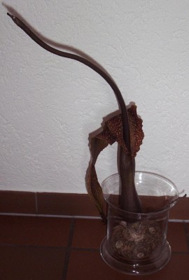 Pflanzen 2009-04-01 001.jpg
