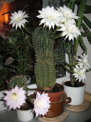 20080811_Kakteen_014.JPG
