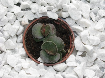 20090401_007.JPG