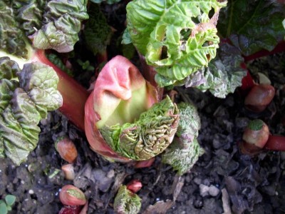 Frühling garten (52).JPG