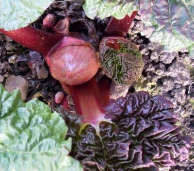 Frühling garten (50)1.jpg