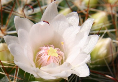 Makro Mammillaria spec. - 01-04.2009.jpg