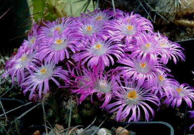 Trichodiathema densum, 04.08.JPG
