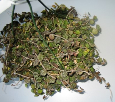 090403xxhoya.jpg