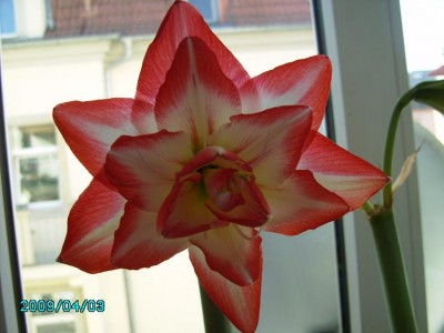 Amaryllis BLOOSOM_PEACOCK.jpg