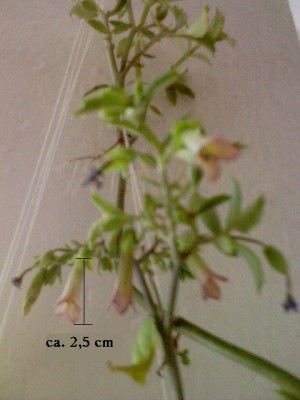 DSC00837.JPG