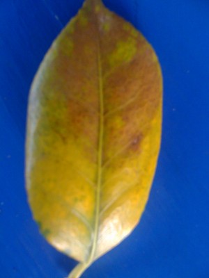 Blatt.JPG
