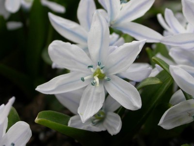 scilla mischtschenkoana.JPG