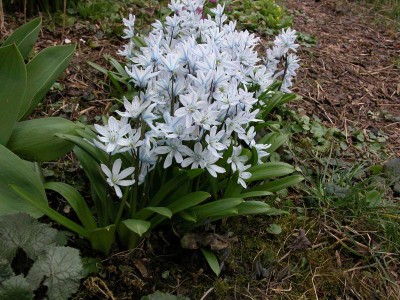 scilla mischtschenkoana2.JPG