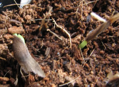 05.04.09  P. stenopetala.jpg
